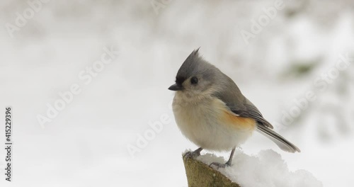 Tufted titmouse chased away by sparrow in snow