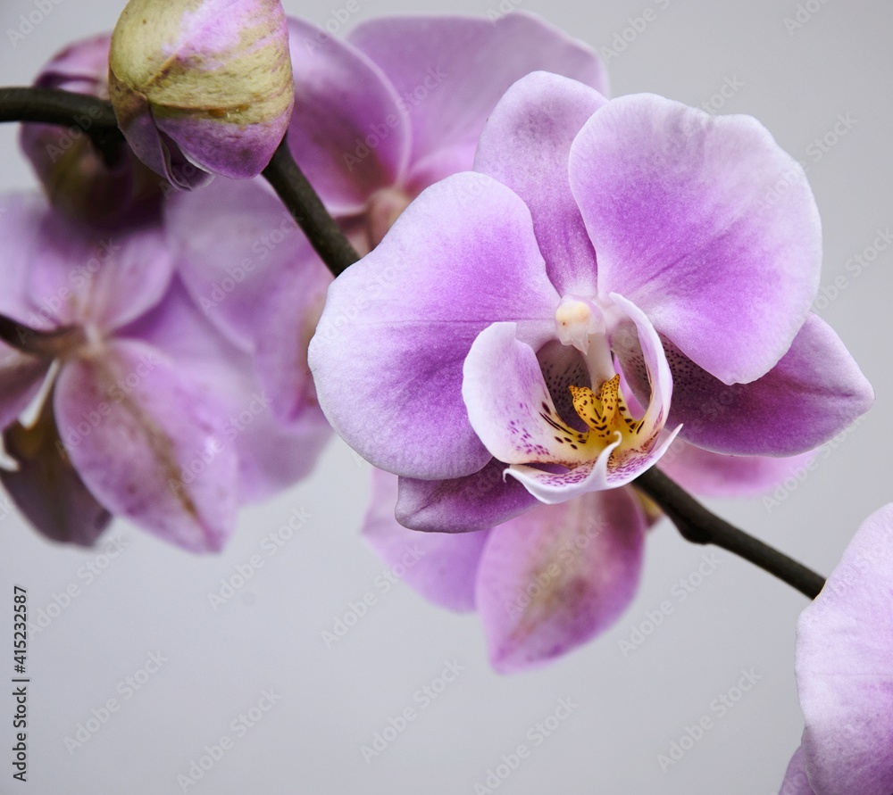 Obraz premium Pink orchids flowers for background with space for text
