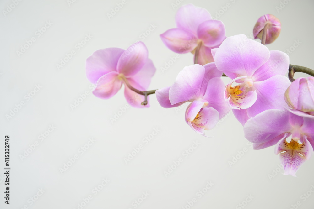 Pink orchids flowers for background with space for text Pink orchids flowers for background with space for text
