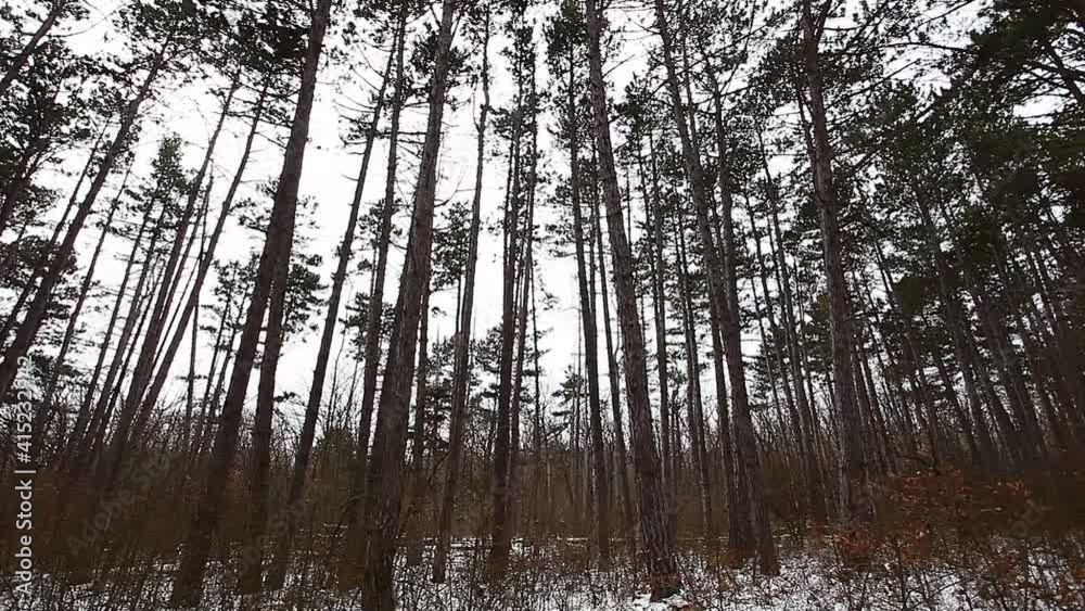 Pine trees, coniferous forest in winter and snowfall, panorama to the side. Pine trees, coniferous forest in winter and snowfall, panorama to the side.