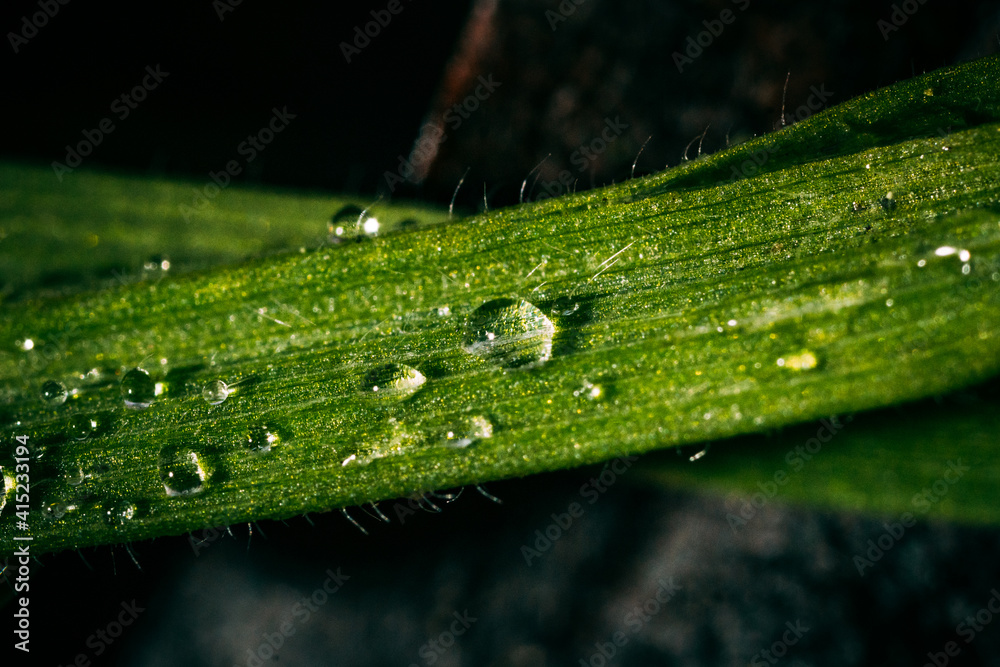 Obraz premium water drops on a leaf