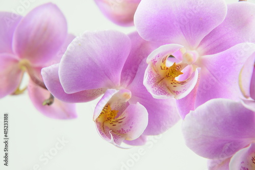 Pink orchids flowers for background with space for text