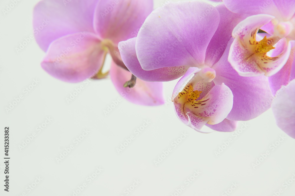 Pink orchids flowers for background with space for text Pink orchids flowers for background with space for text