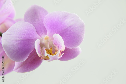 Fototapeta Naklejka Na Ścianę i Meble -  Pink orchids flowers for background with space for text