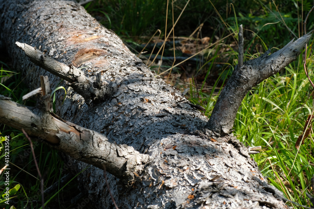 Grey trunk and branches of a fallen tree against green grass. Natural light. Sunny day. Natural background. Forest. Wild nature. Spring. Summer. Grey trunk and branches of a fallen tree against green grass. Natural light. Sunny day. Natural background. Forest. Wild nature. Spring. Summer.