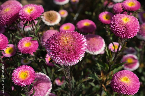 pink flowers in the garden