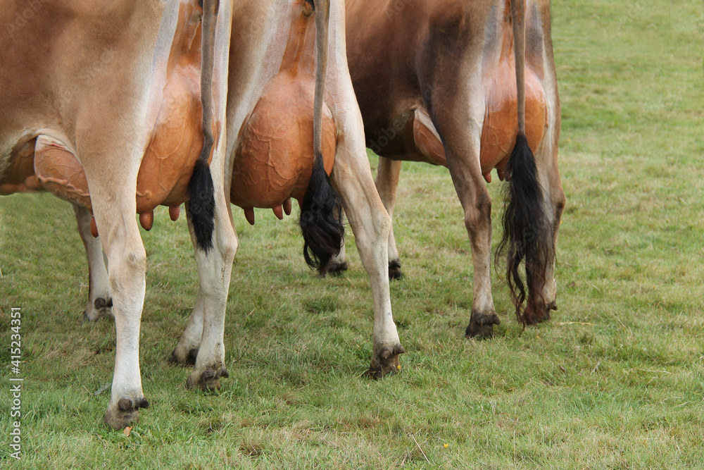 Fototapeta premium The Rear and Udders of Three Farm Dairy Cows.