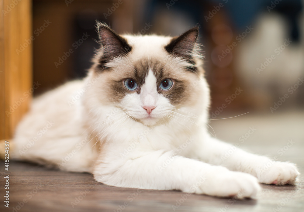 Beautiful young white purebred Ragdoll cat with blue eyes Beautiful young white purebred Ragdoll cat with blue eyes