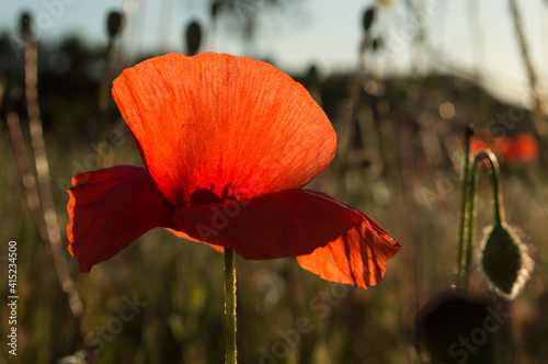 Poppy flower in the field