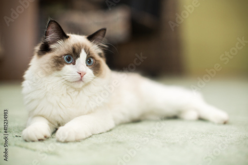 Fototapeta Naklejka Na Ścianę i Meble -  Beautiful young white purebred Ragdoll cat with blue eyes