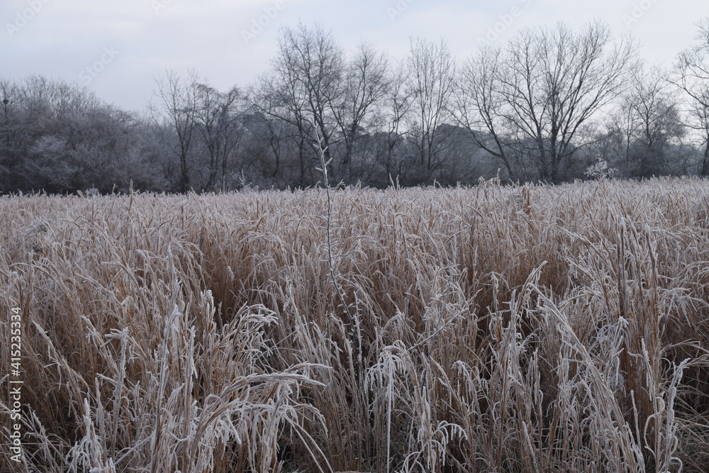 Fototapeta premium Frost on hayfield