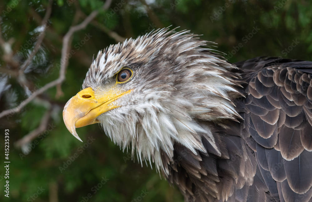 Obraz premium american bald eagle