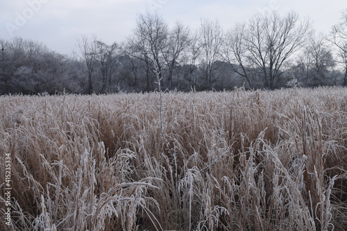 Frost on hayfield