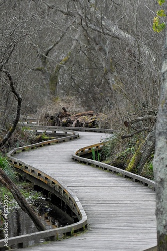 Beautiful wooden path for walking in Brittany