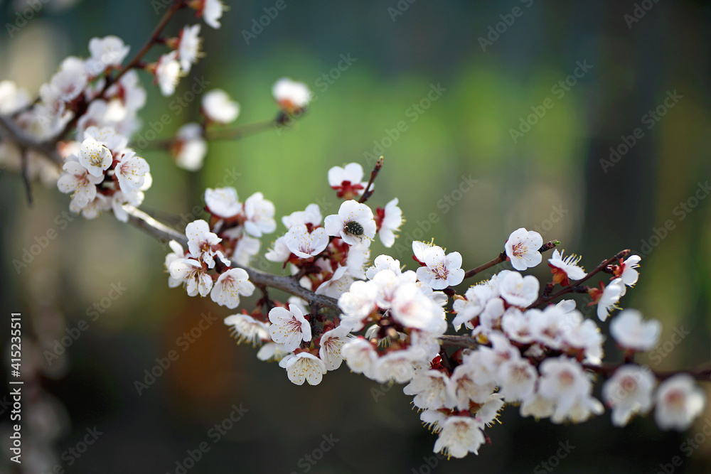 A branch of flowering plum. Spring time A branch of flowering plum. Spring time