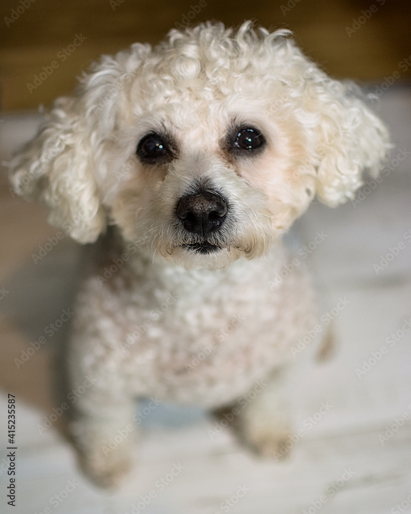 Bichon frise white dog portrait. Bichon frise white dog portrait.