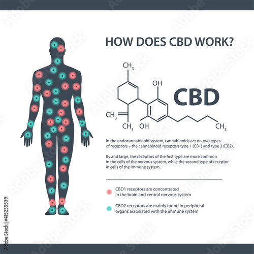 How does CBD works, white information banner with cannabidiol chemical formula and endocannabinoid receptors in the human body.