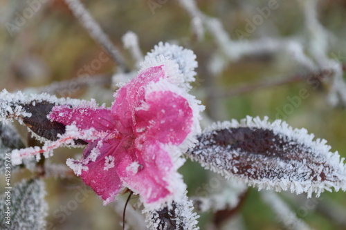 azalea everblooming frosty morning in Alabama January