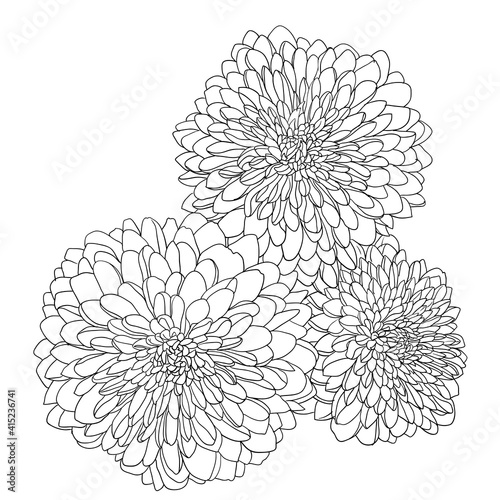 Fototapeta Naklejka Na Ścianę i Meble -  Beautiful sketch flower on white background