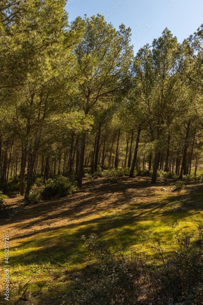 Obraz premium Beautiful trees in the Zinat forest