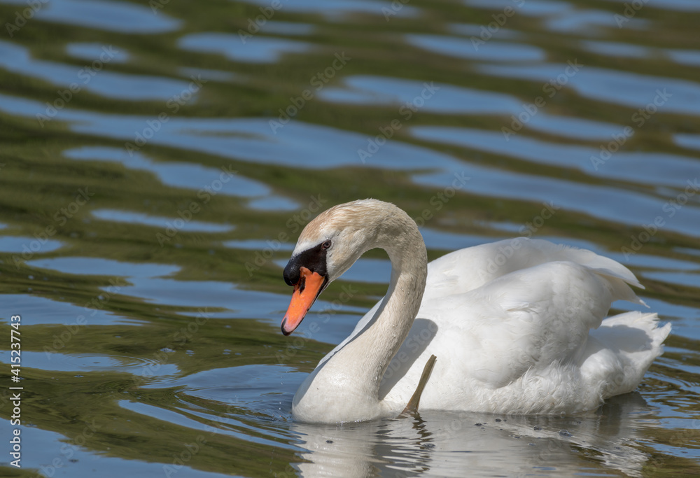 swan on the lake swan on the lake