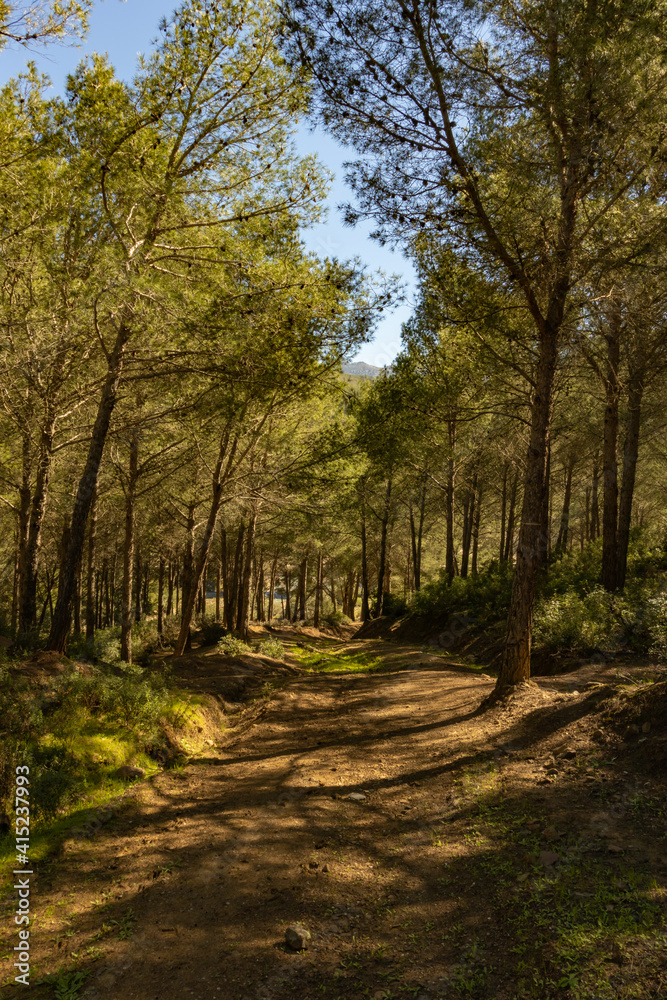 Beautiful trees in the Zinat forest Beautiful trees in the Zinat forest