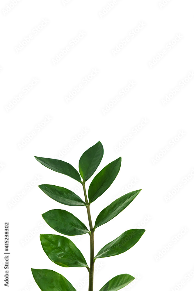 A sprig of zamiokulkas, isolated on a white background. The concept of minimalism. Copy space