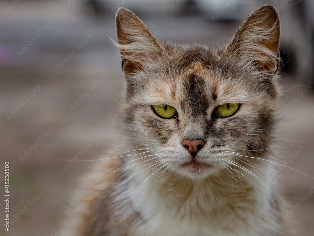 Close-up portrait of alone sad wild homeless cat with beautiful eyes, wary look at camera, lost pets concept