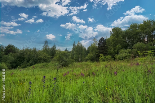 Summer landscape green meadow on a background of forest and cloudy sky. © Anatoliy