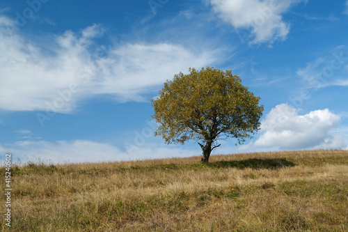 Lonely autumn yellow tree at grassland and white clouds
