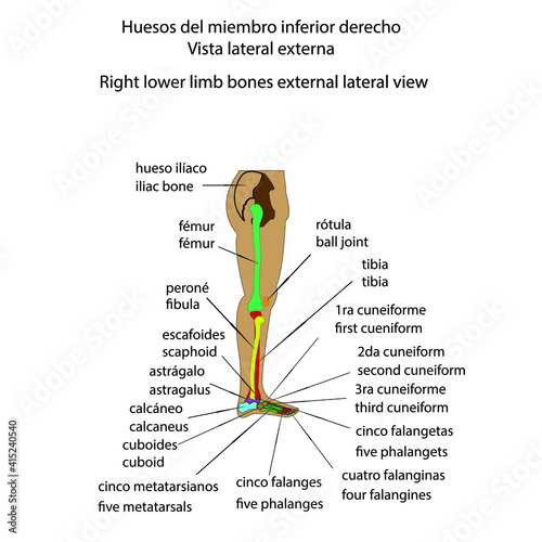 Esqueleto humano huesos del miembro inferior derecho vista lateral externa