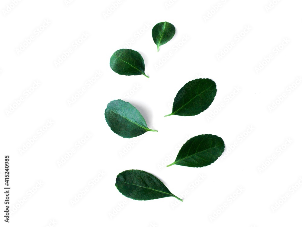 Obraz premium Green fresh leaves isolated on white background.