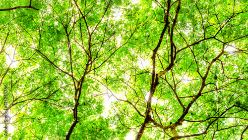 Soft blur green tree leaves nature background, Natural background concept © kardd
