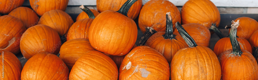 Red pumpkins by store on farm. Autumn fall harvest. Thanksgiving and Halloween holiday preparation. Colorful fresh ripe seasonal vegetables. Web banner header. Red pumpkins by store on farm. Autumn fall harvest. Thanksgiving and Halloween holiday preparation. Colorful fresh ripe seasonal vegetables. Web banner header.