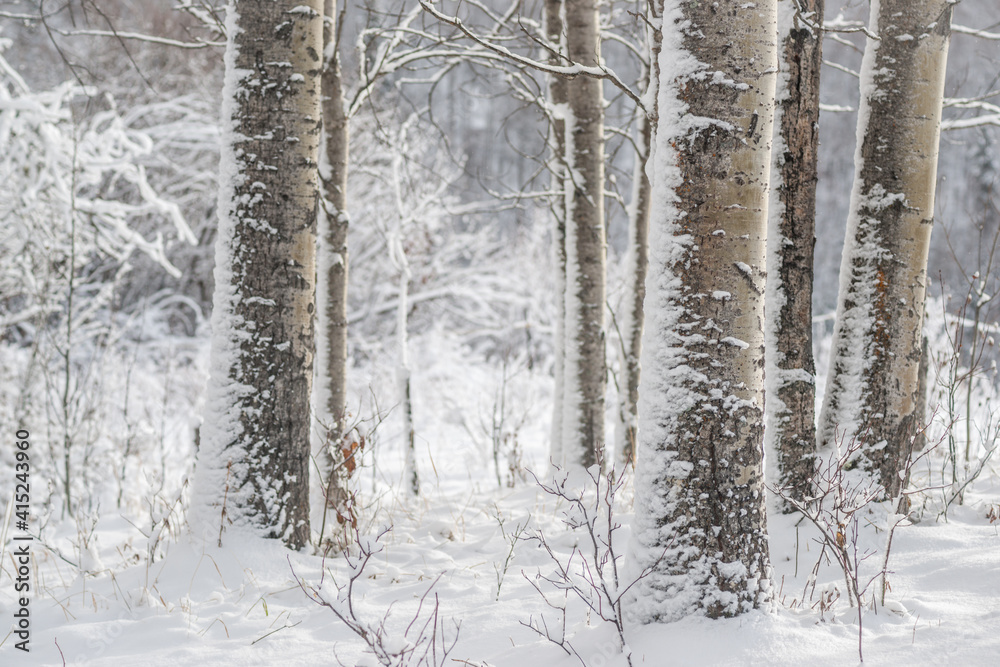 Fototapeta premium Blizzard in the Aspen Stems
