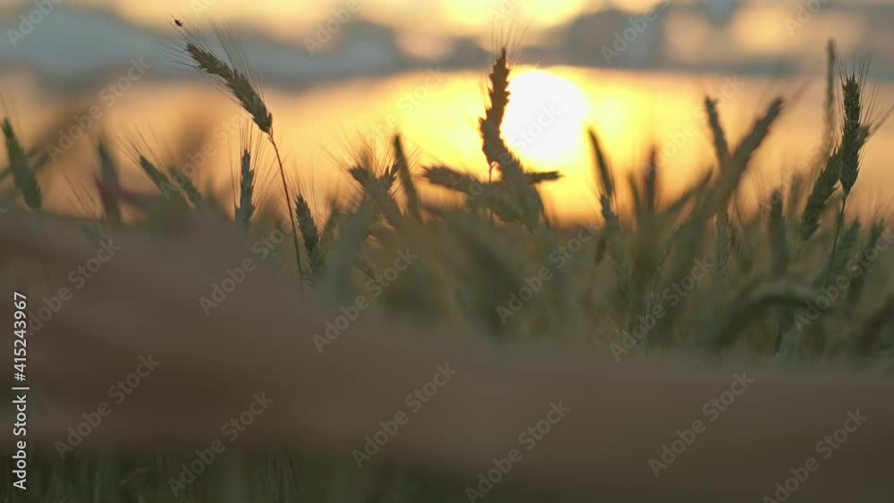 close up of a boy's hand sliding on ears of wheat at sunset, sun rays close up of a boy's hand sliding on ears of wheat at sunset, sun rays