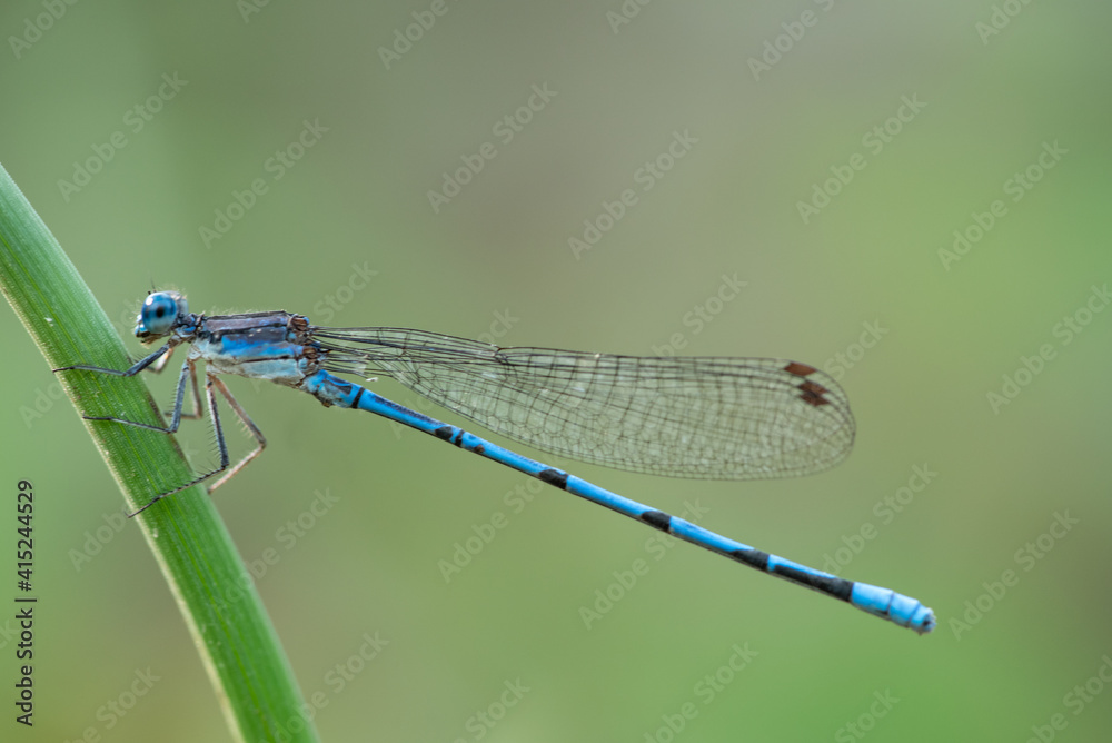 Common Blue Damselfly (Enallagma cyathigerum) Common Blue Damselfly (Enallagma cyathigerum)