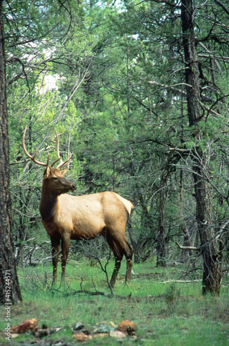 Elk (Cervus elaphus)