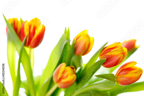 Bunch of beautiful yellow tulips on white background. Spring concept. Bouquet for women or mothers day.