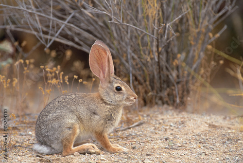 Desert Cottontail (Sylvilagus audubonii) photo