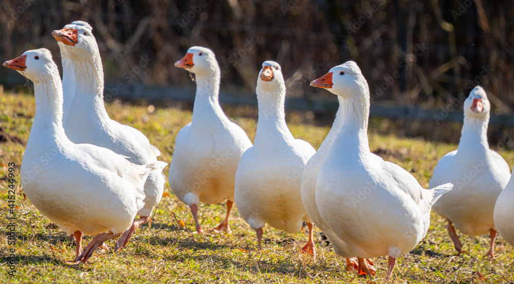 white geese on the farm white geese on the farm