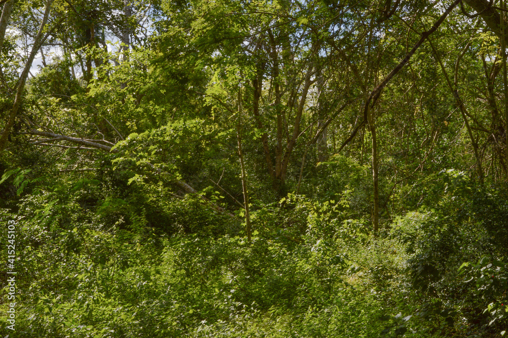 Fototapeta premium tree in the forest