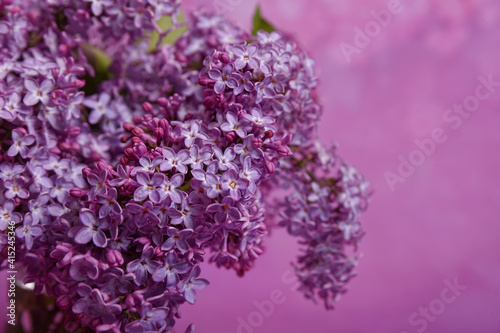 Fresh and  beautiful lilac bouquet on the pink background