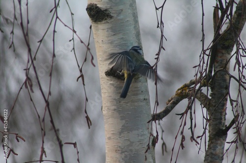 bird on a tree