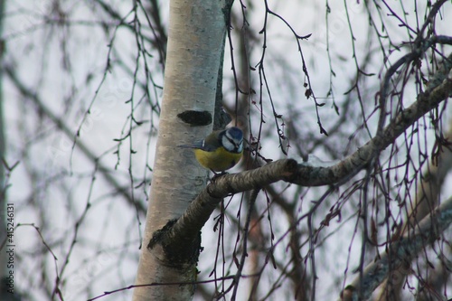 woodpecker on a tree