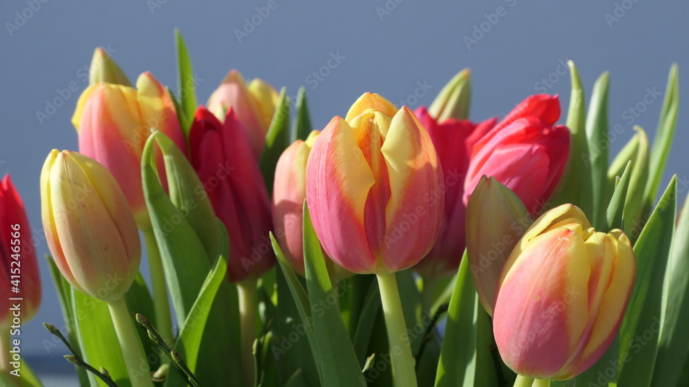 spring greetings - bouquet of fresh red yellow gradient tulips spring greetings - bouquet of fresh red yellow gradient tulips