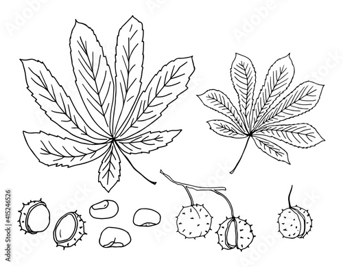 Set of leaves and fruits of horse chestnut. Hand-drawn vector illustration. Doodle style.
