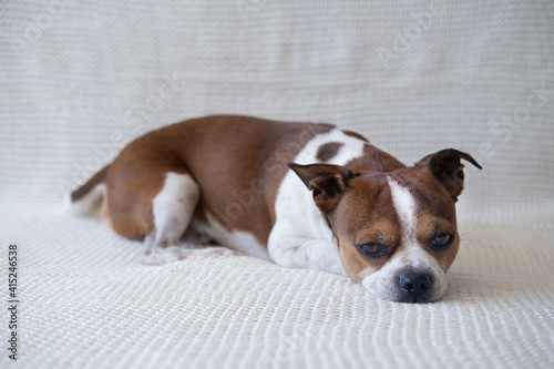 Fototapeta Naklejka Na Ścianę i Meble -  Small funny sad chihuahua dog looking at camera and lying on sofa. 