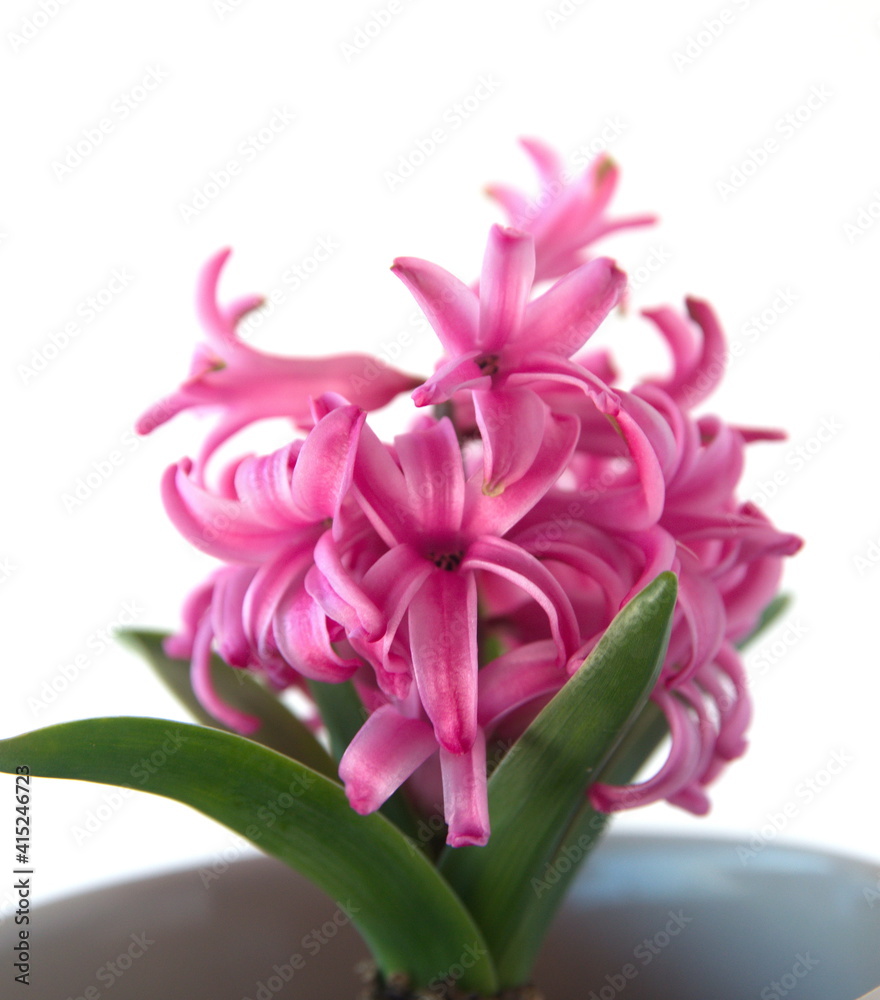 Naklejka premium Hyacinth 