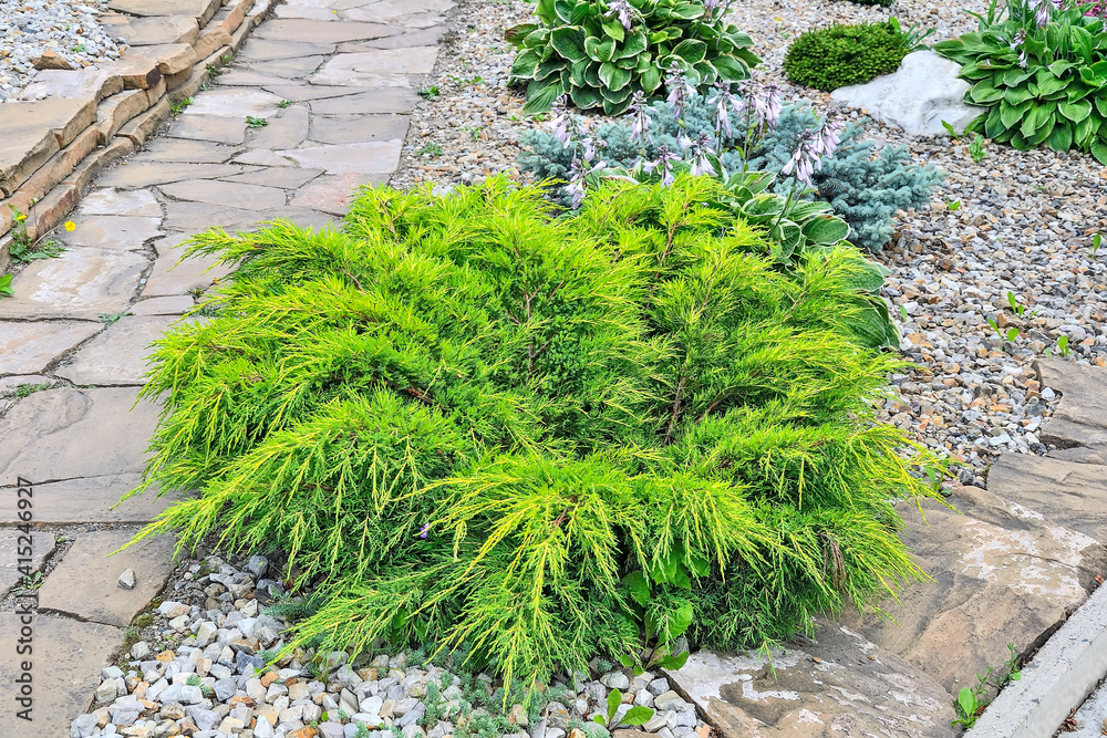 Juniper medium Gold Kissen - ornamental dwarf conifer for landscaping. Evergreen coniferous plant juniperus in stony garden on hill slope. Decorative dwarf conifer for landscape design Juniper medium Gold Kissen - ornamental dwarf conifer for landscaping. Evergreen coniferous plant juniperus in stony garden on hill slope. Decorative dwarf conifer for landscape design